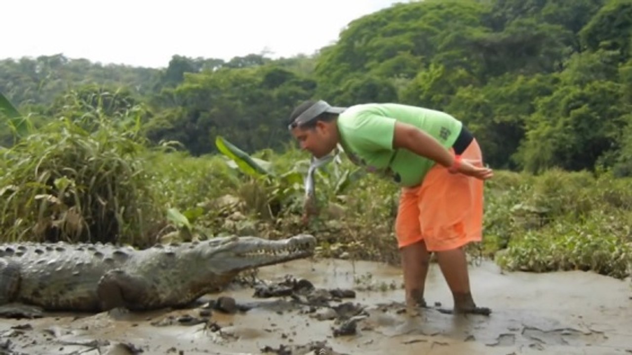 Un guide touristique joue avec un crocodile !
