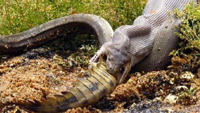 Un python engloutit entièrement un crocodile