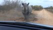 Des touristes se font percuter par un rhinocéros
