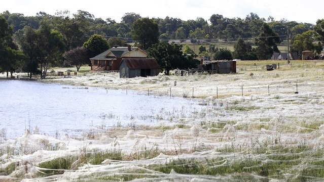 Ces champs sont envahis de toiles d'araignées !