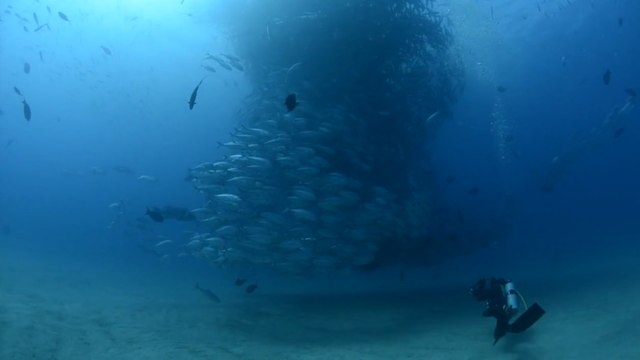 Mexique : un plongeur tombe nez-à-nez avec un impressionnant banc de poissons