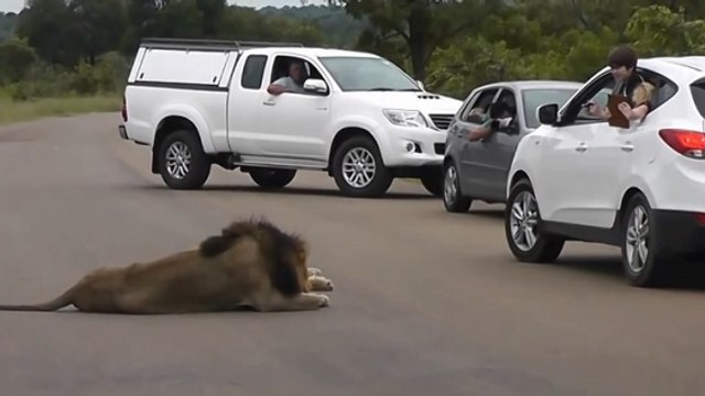 Voilà pourquoi il ne faut jamais sortir de sa voiture face à un lion !