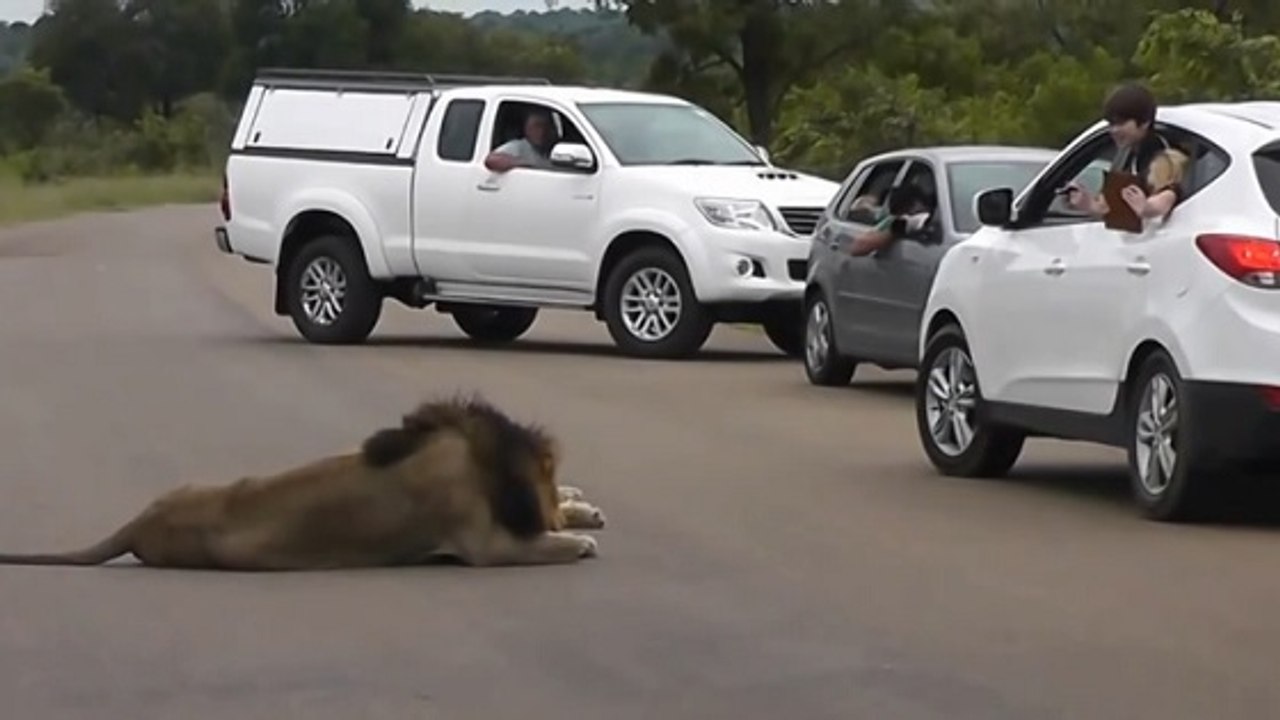 Voilà pourquoi il ne faut jamais sortir de sa voiture face à un lion !