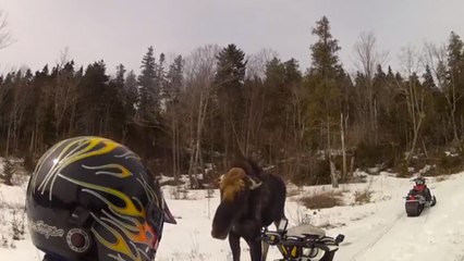 Un homme à motoneige se fait charger par un élan