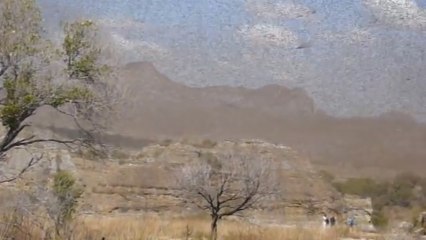 Un impressionnant nuage de criquets filmé à Madagascar