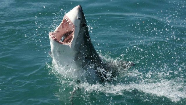 Les espèces de requins sont de plus en plus nombreuses en mer Méditerranée