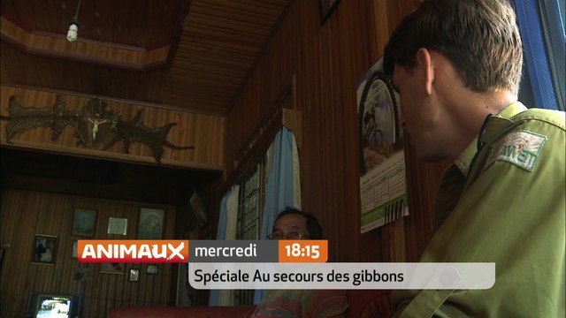 Le Messager - Chane l'ange des Gibbons