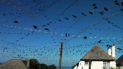 Angleterre : un ciel envahi par des nuées d'oiseaux
