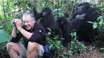 Quand un touriste se fait encercler par des gorilles en Ouganda