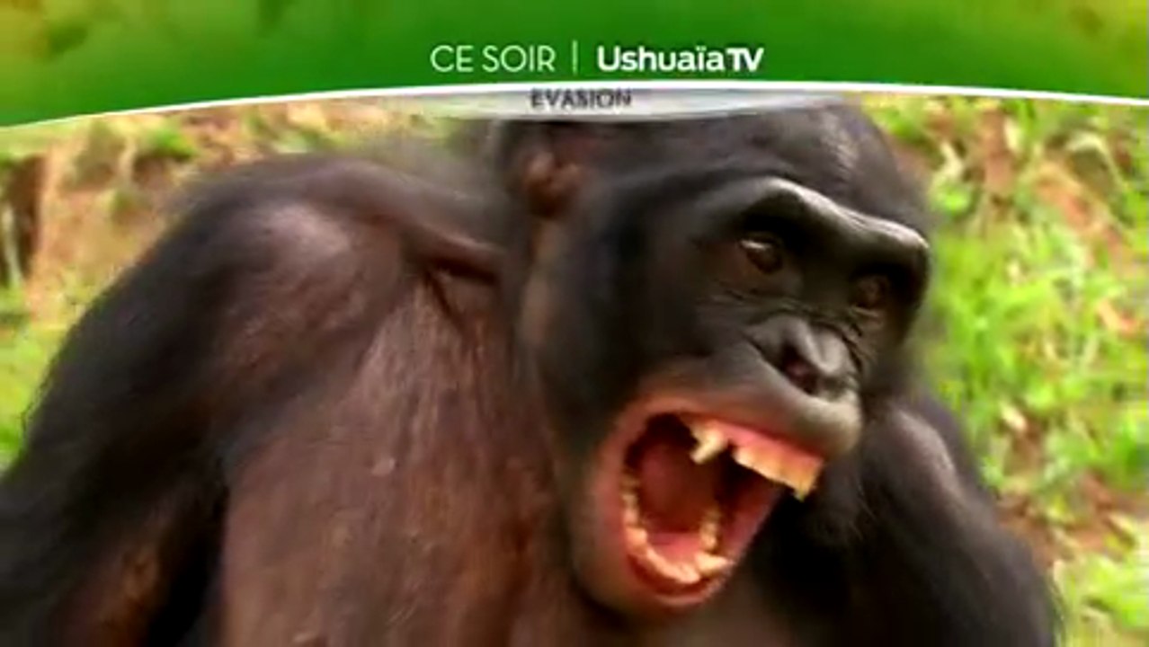 Retour vers la planète des singes - Ushuaïa nature - 06 04 17