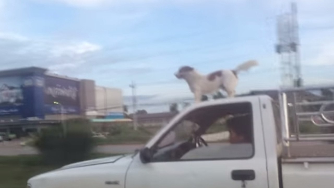Un chien se promène sur le toit d'une voiture en Thaïlande