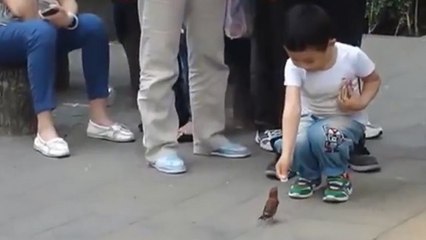 En Chine, ce sont les oiseaux qui font la manche dans la rue !