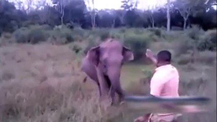 Sri Lanka : il stoppe un éléphant d'un simple geste