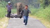 Inde : ces deux motards ont eu la peur de leur vie face à un éléphant