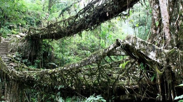 En Inde, les aventuriers peuvent traverser de véritables ponts vivants