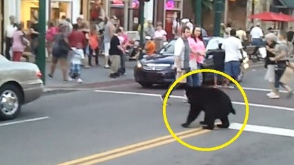 Un ours se balade en pleine ville dans le Tennessee