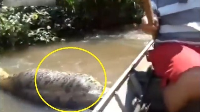 En bateau, des Brésiliens tombent nez-à-nez avec un énorme serpent