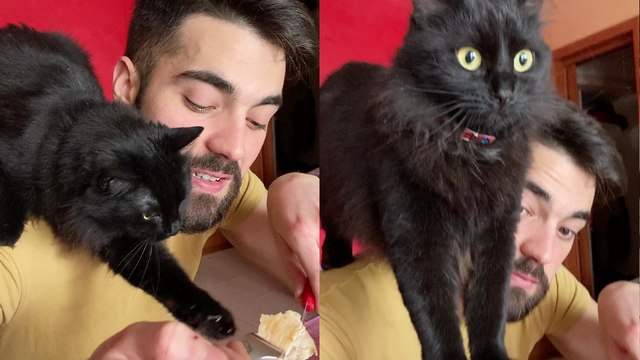 'Mischievous ninja cat snatches food from her hooman dad's fork! '