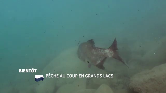 Pêche au coup en grands lacs