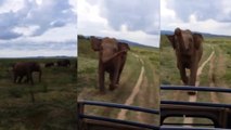 Sri-Lanka : une touriste panique face à un éléphant qui charge
