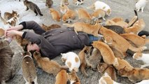 Aoshima, l'île japonaise devenue un véritable paradis pour chats