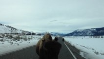 Des bisons foncent dans la voiture de touristes dans le parc Yellowstone