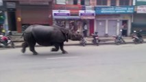 Un rhinocéros sème la panique dans les rues d'une ville népalaise