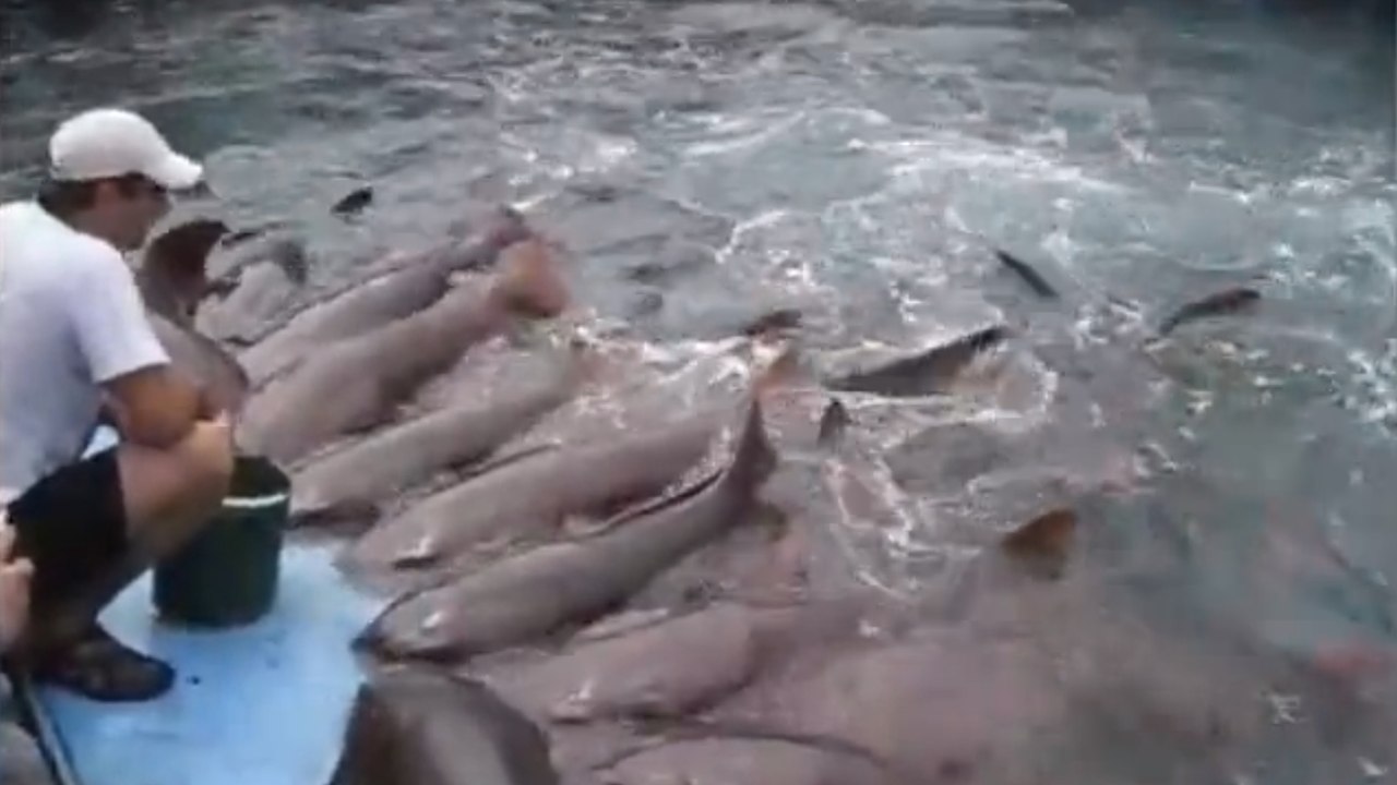 L'impressionnant repas de requins affamés filmé en Colombie