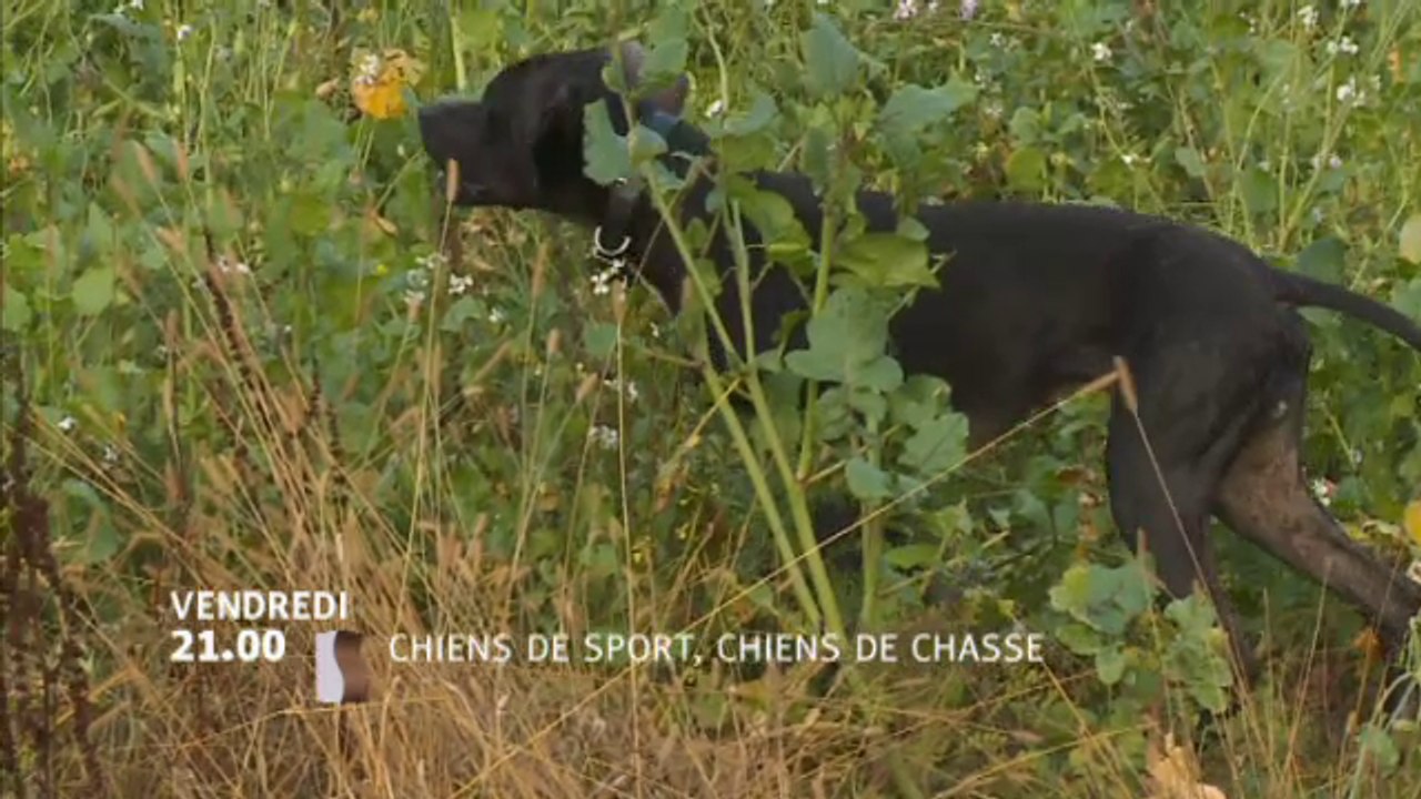 Chiens de sport, chiens de chasse