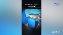 Un requin en décomposition et d’autres animaux momifiés découverts dans un aquarium abandonné en Espagne
