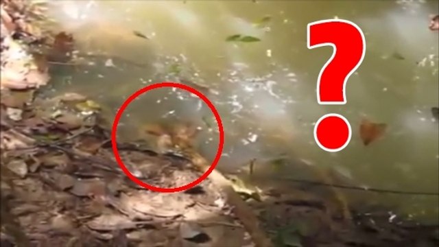 Amérique du sud : voilà pourquoi il ne faut jamais taquiner un anaconda