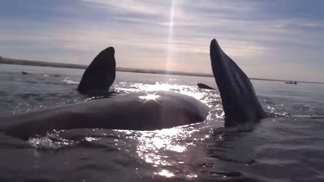 Des kayakistes se font soulever par une baleine en Argentine