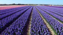 Un incroyable survol des champs de fleurs des Pays-Bas