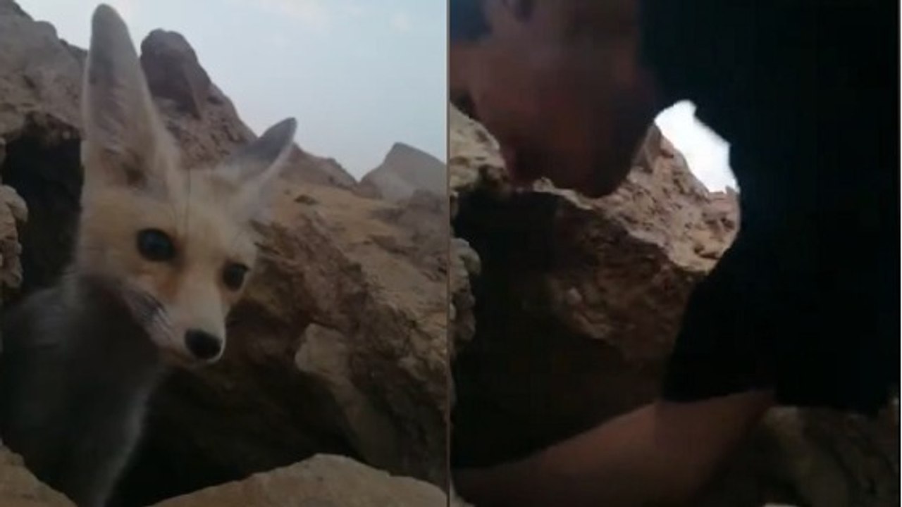 Ces Saoudiens ont tenté de filmer un renard en plein désert mais ils l'ont regretté !