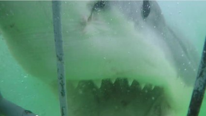 Un requin blanc terrifie des touristes en s'attaquant à une cage de plongée