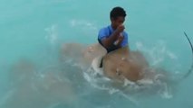 Ce touriste se fait agresser par des raies pendant qu'il les nourrit