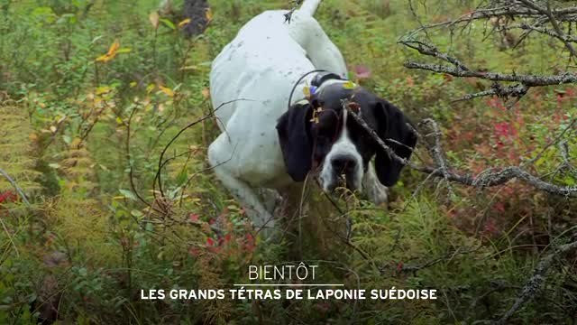Les Grands Tetras de la Lapoonie suédoise - 03/04/17