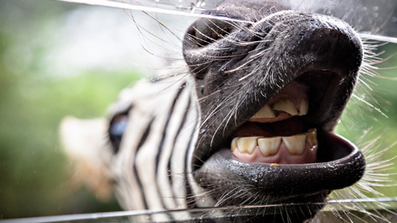 Quand un zèbre se met à chanter pour réclamer à manger à des touristes