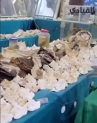 مواطن سعودي ينشأ أول متحف بحري في جازان