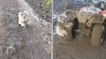 Une Australienne en quad panique à cause d'un... koala qui l'a prise en chasse