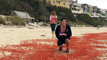 Les plages de Californie victimes d'une étrange invasion