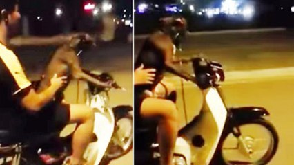 Quand un Vietnamien laisse son chien conduire son scooter