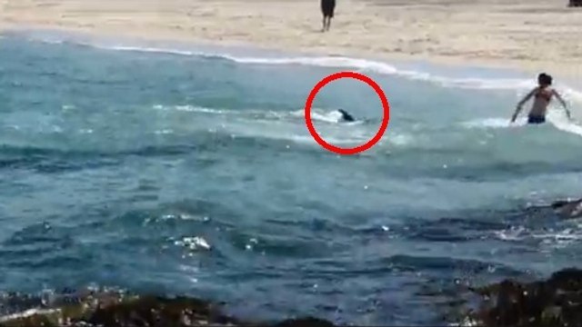 Une baigneuse se fait attaquer par un dauphin sur une plage d'Irlande