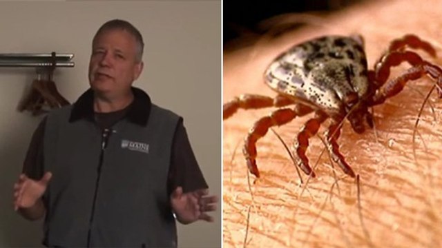 Punaises de lit : Voici comment les détecter dans une chambre d'hôtel