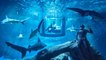 Aquarium de Paris : Airbnb propose de passer une nuit au milieu des requins
