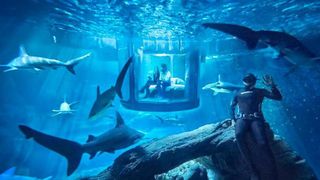 Aquarium de Paris : Airbnb propose de passer une nuit au milieu des requins