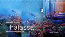 Thalassa -  les promesses de l'océan - 31 03 17
