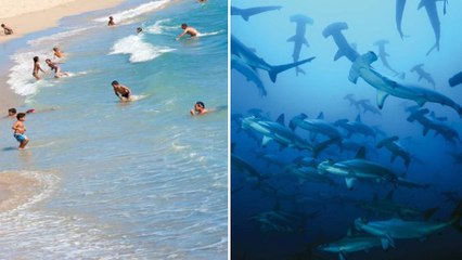 Un requin marteau nage à quelques mètres seulement d'une plage