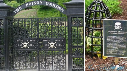 The Poison Garden : visitez le jardin empoisonné le plus dangereux au monde