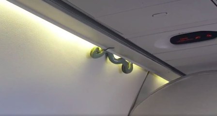 Un serpent trouvé dans un avion d'Aeromexico a fait très peur aux passagers
